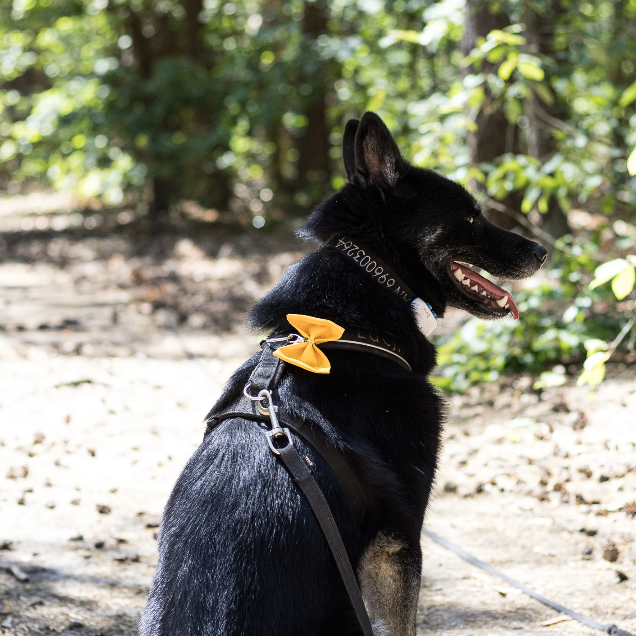 Yellow Dog Project - co to takiego?