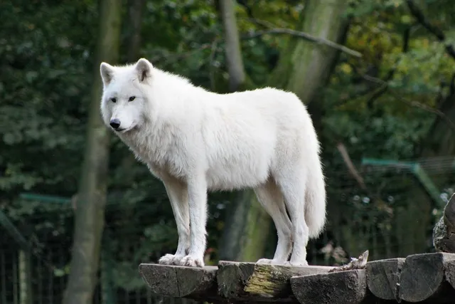 WOLF KEEPER | etui na dokumenty