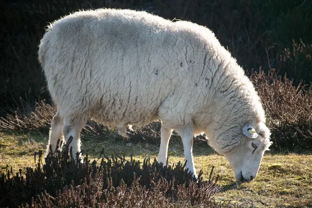 Fanny Pack SHEEP | wełna CHANNEL