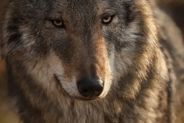 Torebka biodrowa WOLF | eko skóra