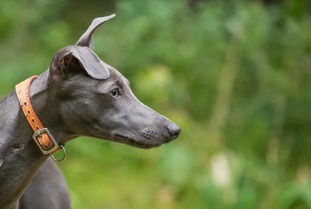Fanny Pack BIGGIE | Whippet