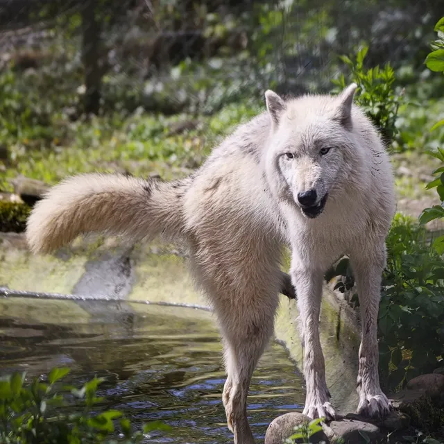 HOWL (L) | saszetka na ramie