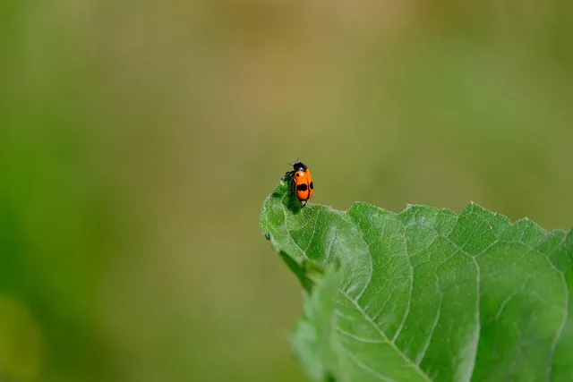 Torebka biodrowa BIGGIE | łapki przy sobie