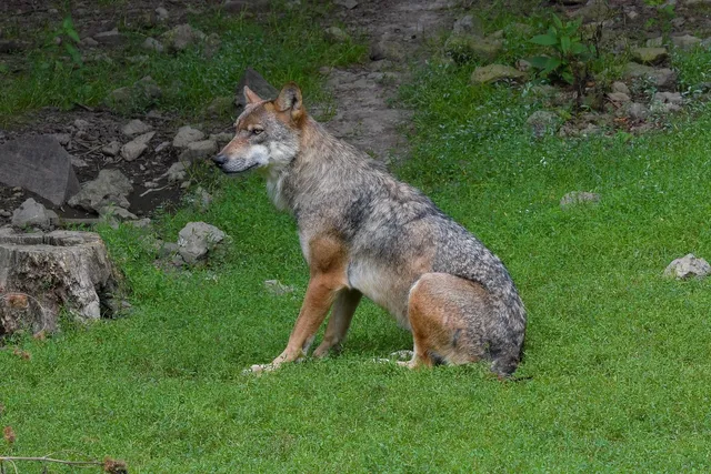 WOLF FILE | etui na dokumenty