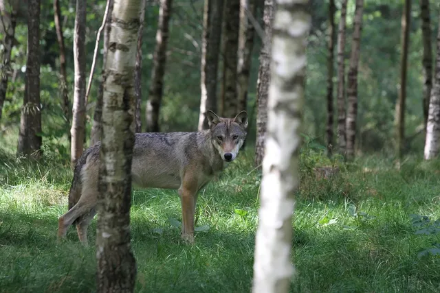 HOWL (M) | saszetka na ramie