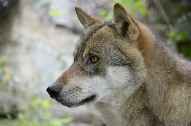 WOLF KEEPER | etui na dokumenty