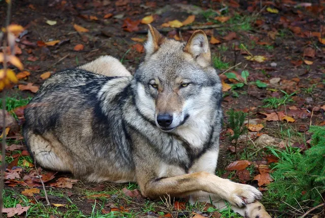 HOWL (S) | saszetka na ramie