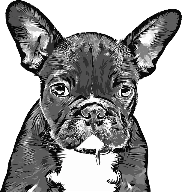 Poszewka na poduszkę 40x40 | French Bulldog 
