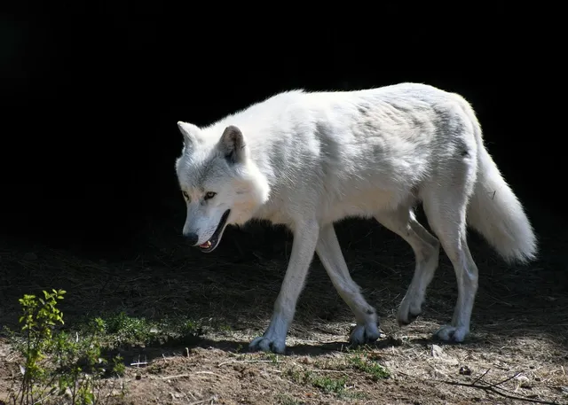 WOLF BITES | saszetka na smaczki (ZIP)