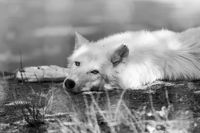 HOWL (M) | saszetka na ramie