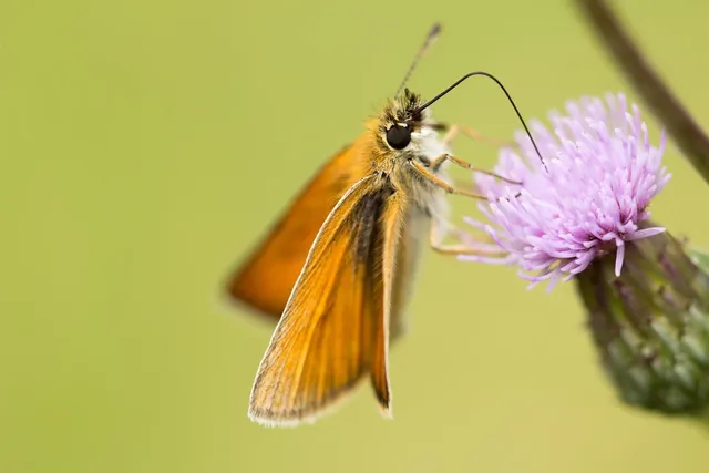 Torebka biodrowa BIGGIE | Butterfly
