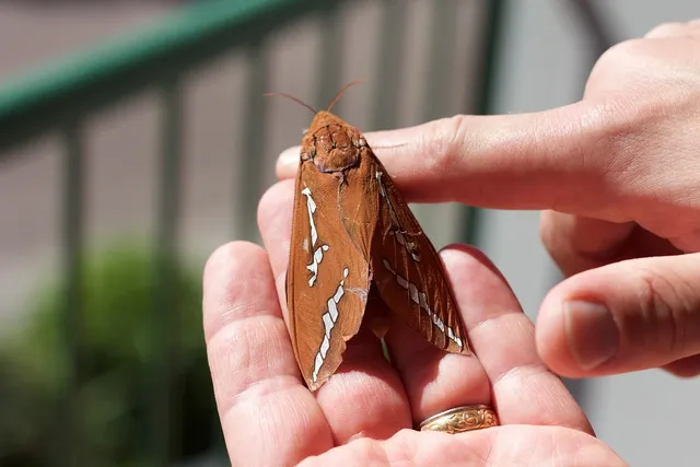 Torebka biodrowa BIGGIE | Moth