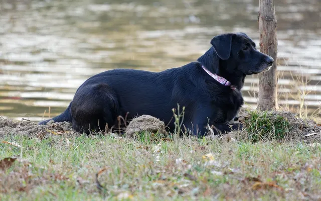 Torebka biodrowa BIGGIE | Whippet