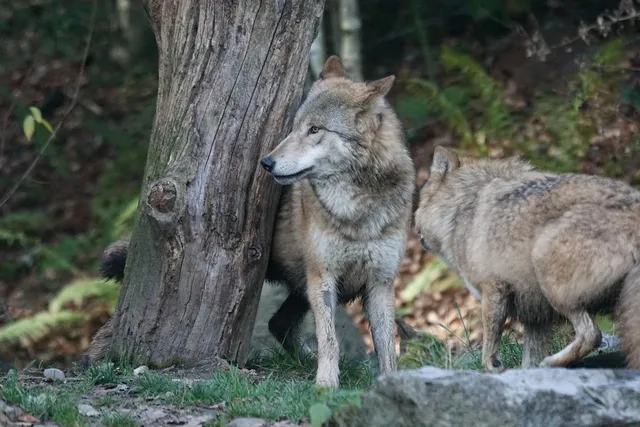 WOLF KEEPER | etui na dokumenty