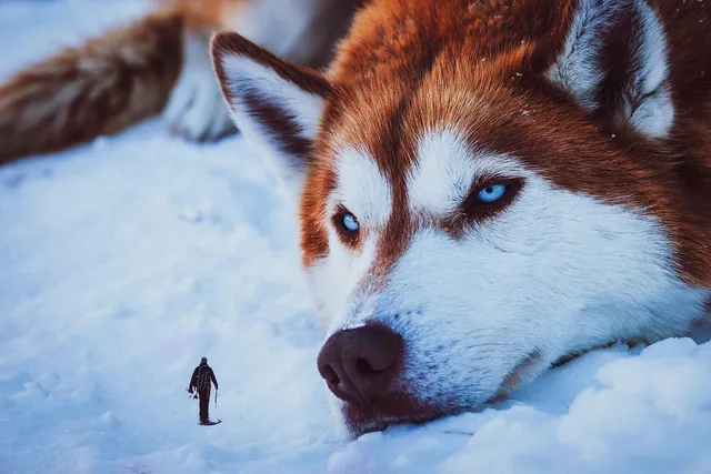 HOWL (S) | saszetka na ramie