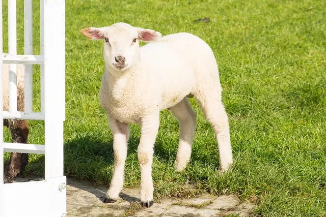 Fanny Pack SHEEP | wełna CHANNEL