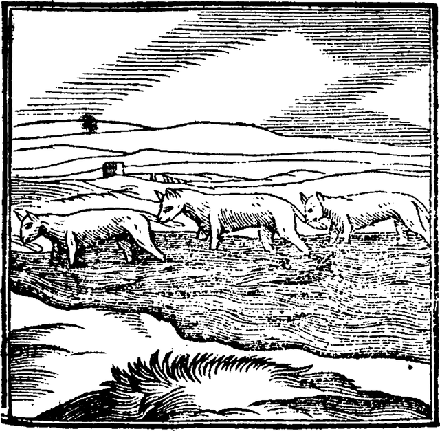Popielaty