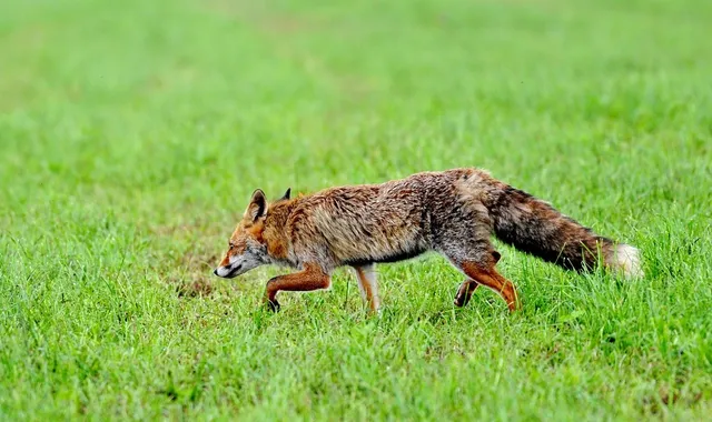 Plecak TRIANGLE | Fox