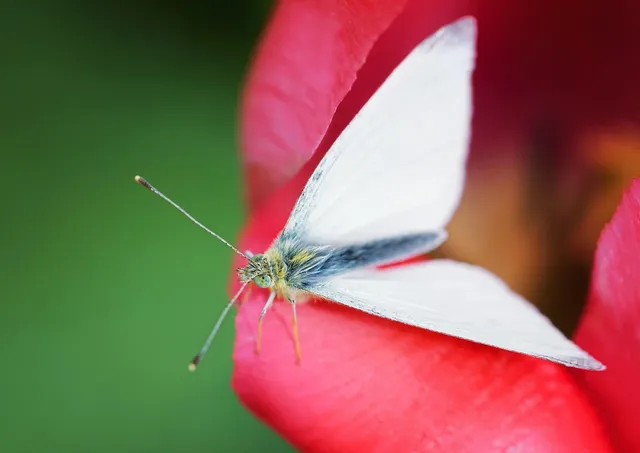 Torebka biodrowa BIGGIE | Moth
