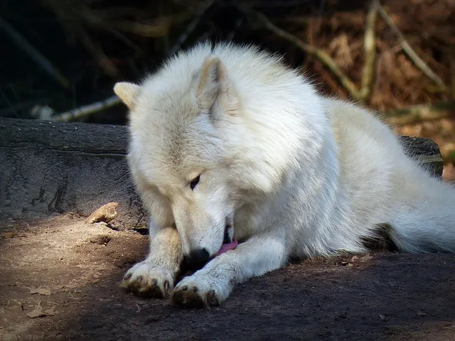 Pasek na talię | łapki