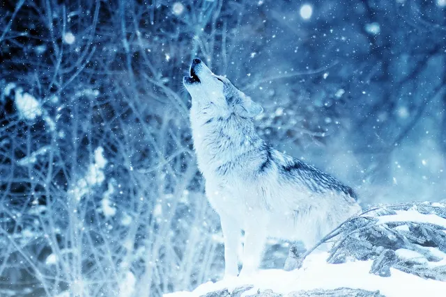 HOWL (M) | saszetka na ramie