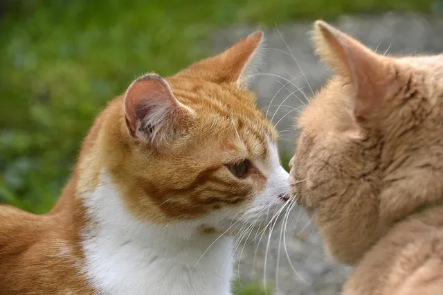 Free Kisses