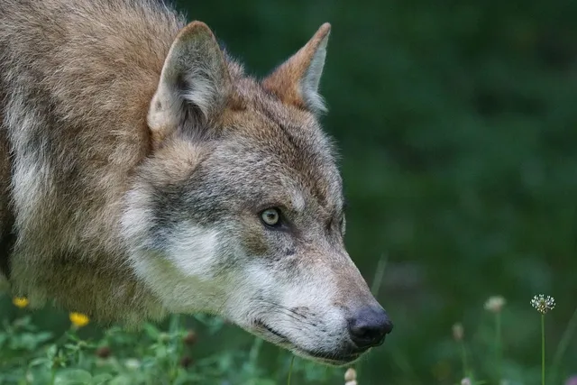 WOLF FILE | etui na dokumenty