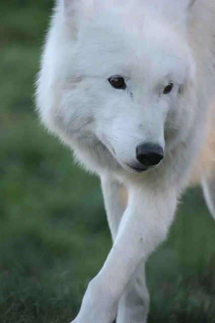 HOWL (L) | saszetka na ramie