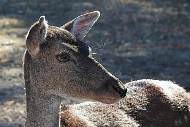 Torebka biodrowa BIGGIE | Deer