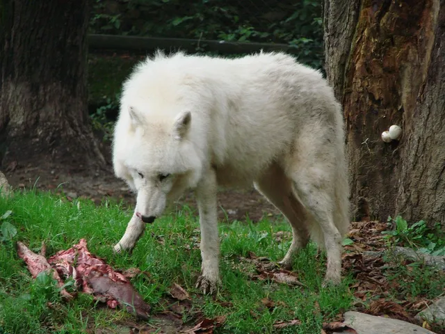 WOLF KEEPER | etui na dokumenty