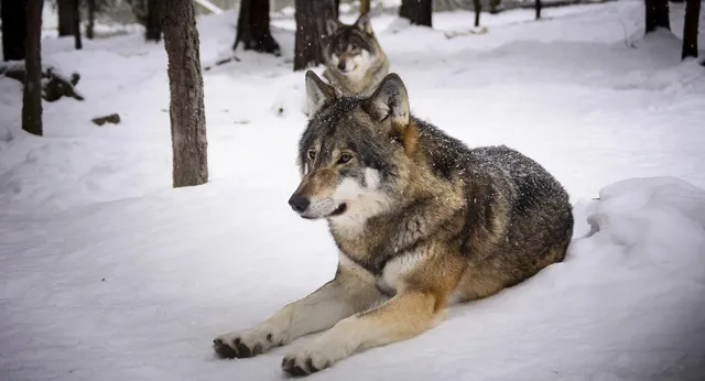WOLF KEEPER | etui na dokumenty