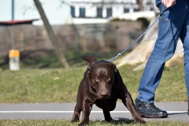 Torebka biodrowa BIGGIE | Whippet