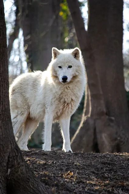 WOLF FILE | etui na dokumenty
