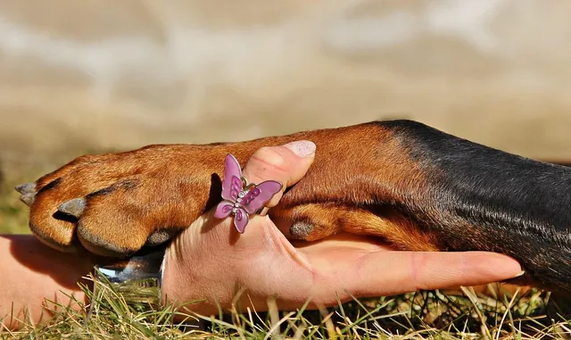 Pasek na talię | łapki