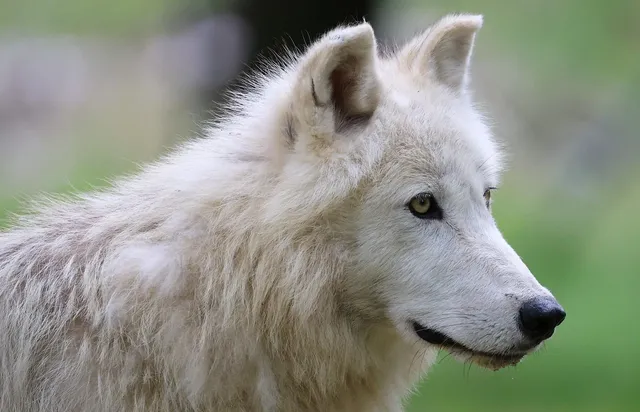 Torebka biodrowa WOLF | eko skóra
