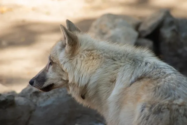 HOWL (L) | saszetka na ramie