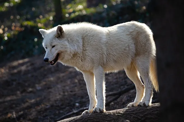 WOLF KEEPER | etui na dokumenty