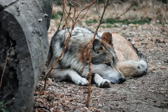 WOLF WANDERER | Torba podróżna