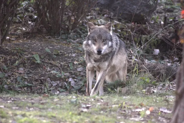WOLF KEEPER | etui na dokumenty