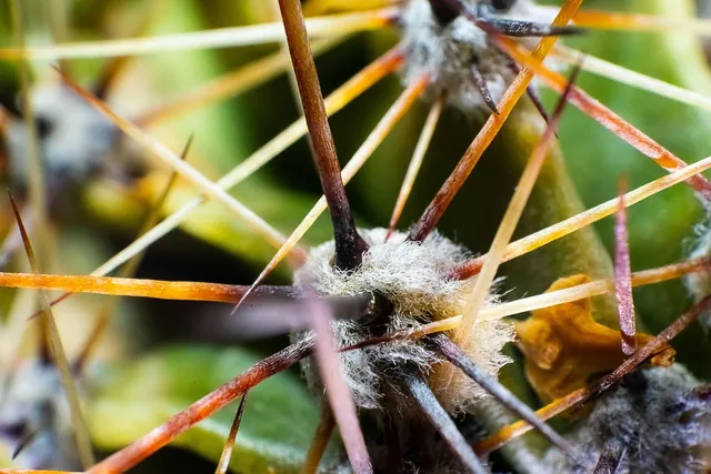 Torebka biodrowa MIDI | ciemny zielony kaktus