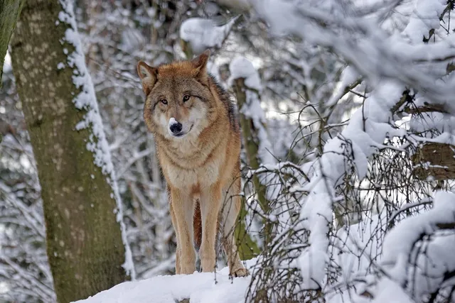 Plecak TRIANGLE | Baby Wolf