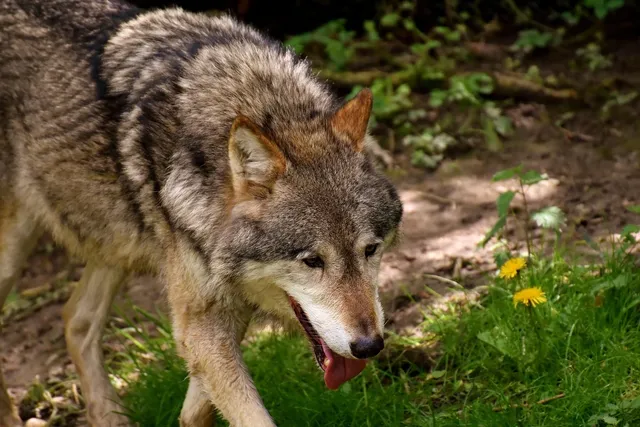 Filcowy brelok | Her Wolf Pack