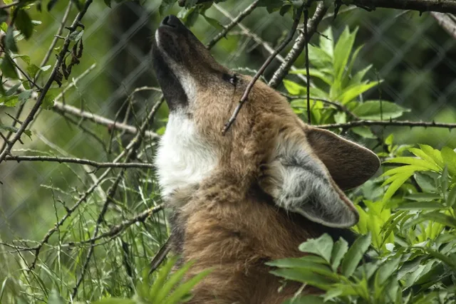 HOWL (S) | saszetka na ramie