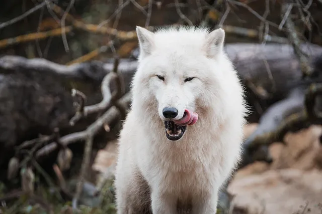 Skarpety sportowe | WOLF MOM