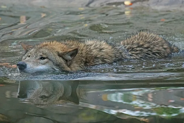 WOLF FILE | etui na dokumenty